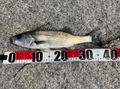 セイゴ（マルスズキ）の釣果