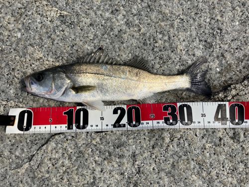 セイゴ（マルスズキ）の釣果