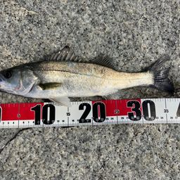 セイゴ（マルスズキ）