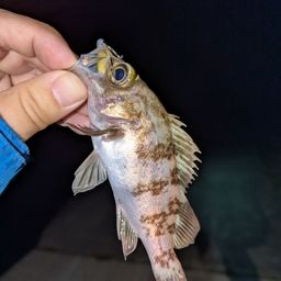 メバル