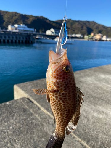 オオモンハタの釣果
