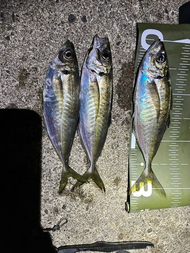 アジの釣果