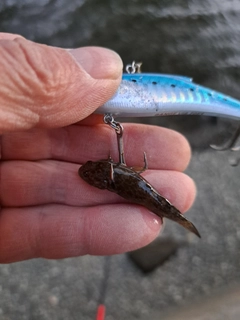 ヨシノボリの釣果