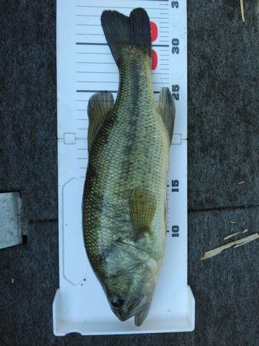 ラージマウスバスの釣果