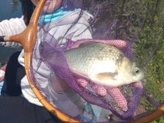 ヘラブナの釣果
