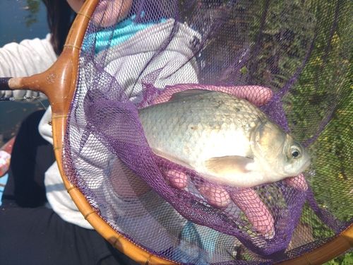 ヘラブナの釣果
