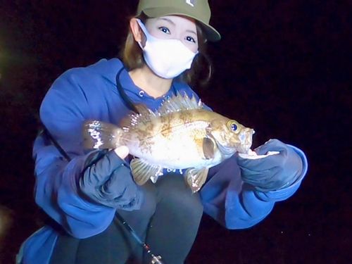 メバル