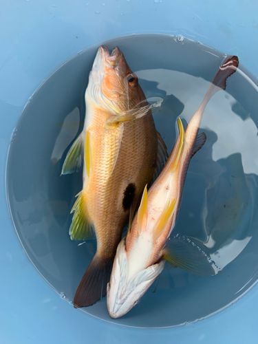 クロホシフエダイの釣果