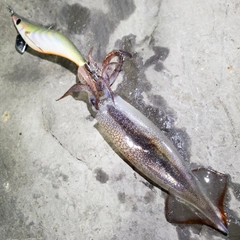 ムギイカの釣果