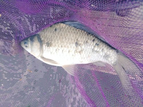 ヘラブナの釣果