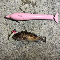 クロソイ