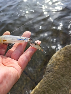 ハクレンの釣果