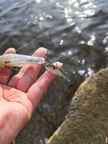 ハクレンの釣果