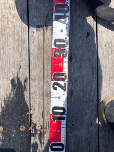 ダイナンウミヘビ