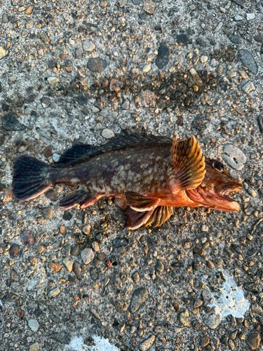 カサゴの釣果