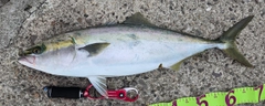 メジロの釣果