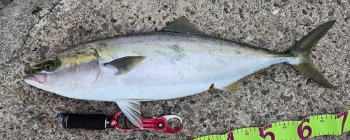メジロの釣果