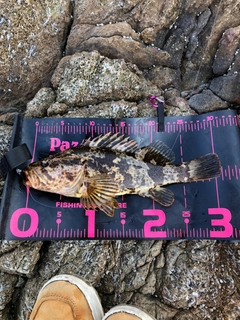 タケノコメバルの釣果