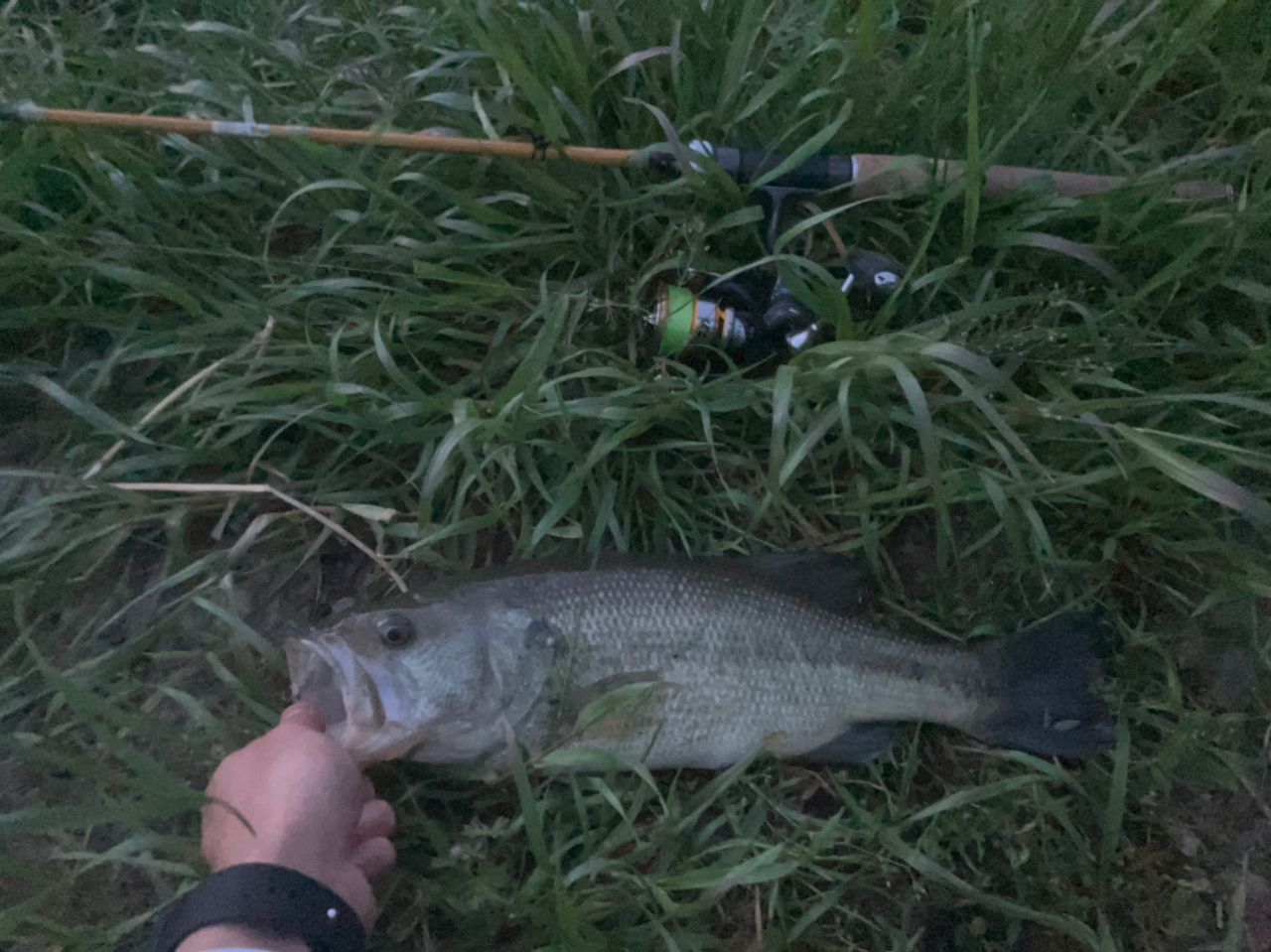 ラージマウスバス