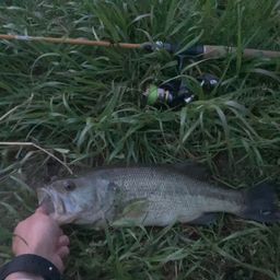 ラージマウスバス