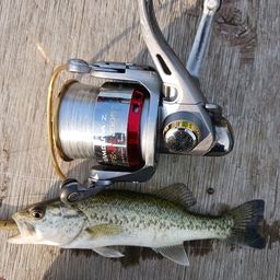 ラージマウスバス