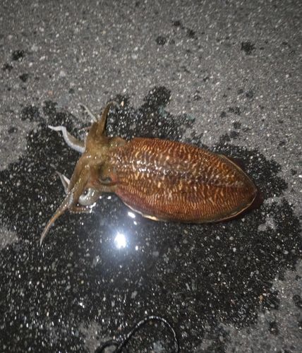 コウイカの釣果