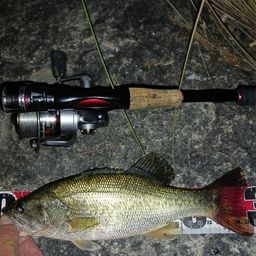 ラージマウスバス