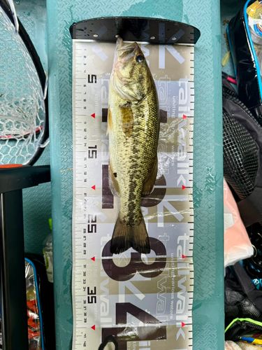 ラージマウスバスの釣果
