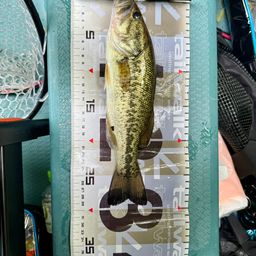 ラージマウスバス