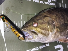 スモールマウスバスの釣果