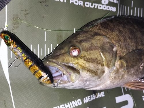 スモールマウスバスの釣果