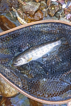 アマゴの釣果