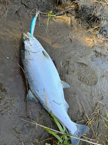サクラマスの釣果