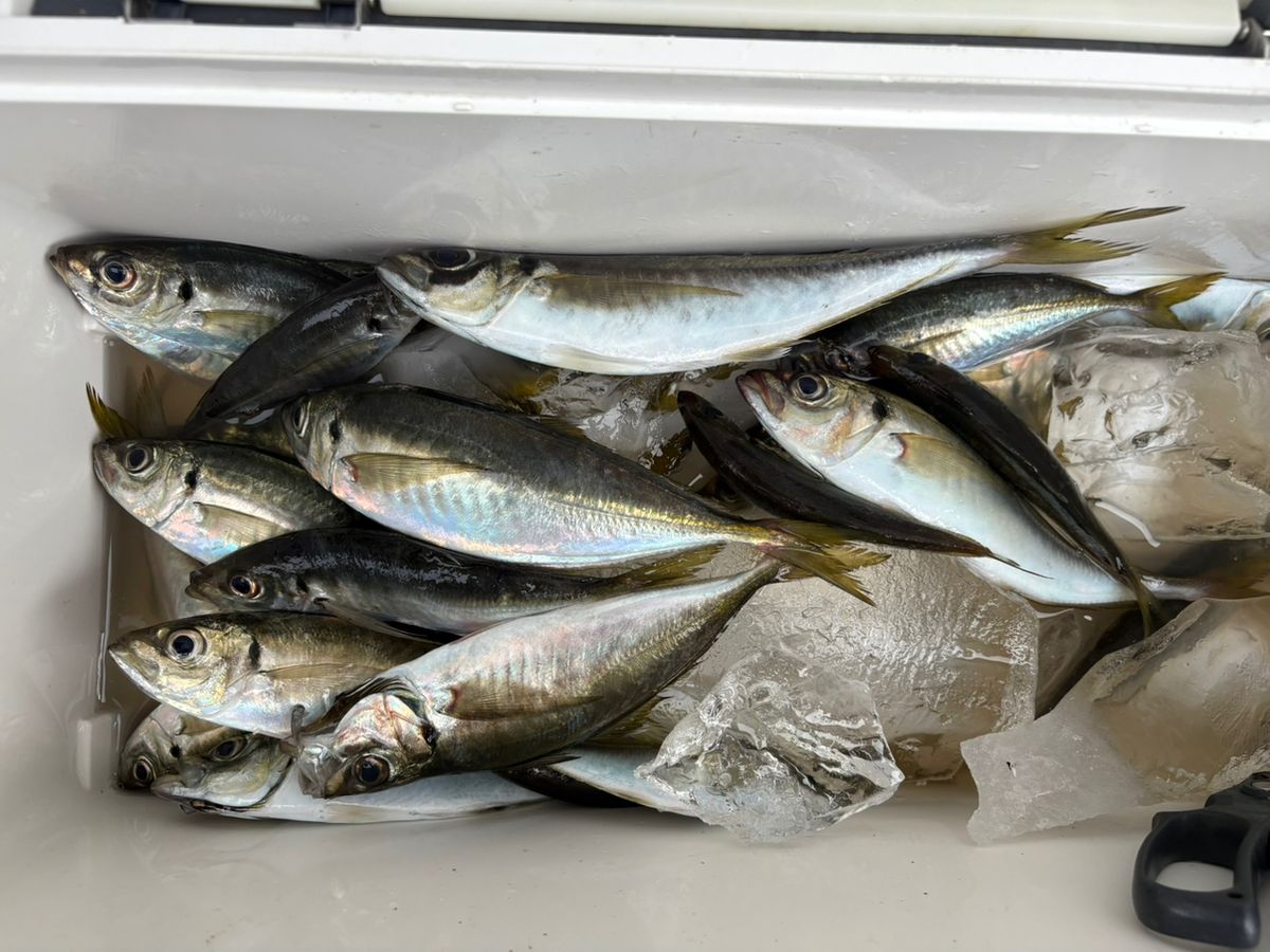 ルナパパさんの釣果 2枚目の画像