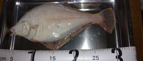 マガレイの釣果