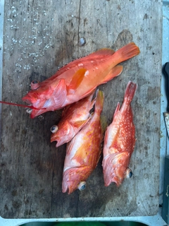 ウッカリカサゴの釣果