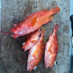 ウッカリカサゴ