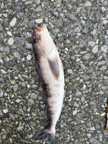 ホッケの釣果
