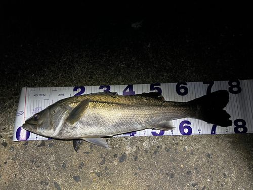 シーバスの釣果