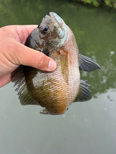 ブルーギルの釣果