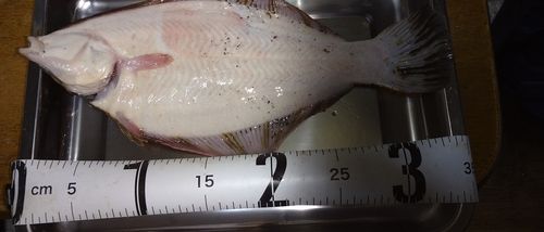 クロガシラガレイの釣果