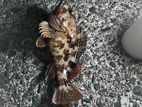 カサゴの釣果