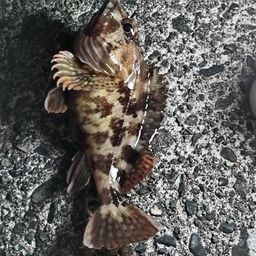 カサゴ