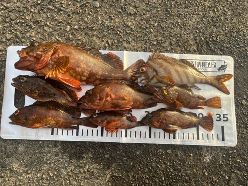 カサゴの釣果