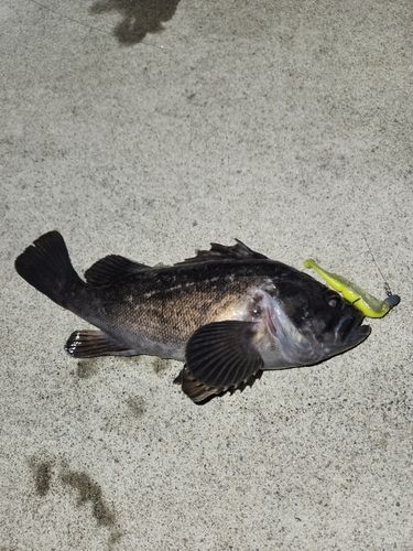 クロソイの釣果