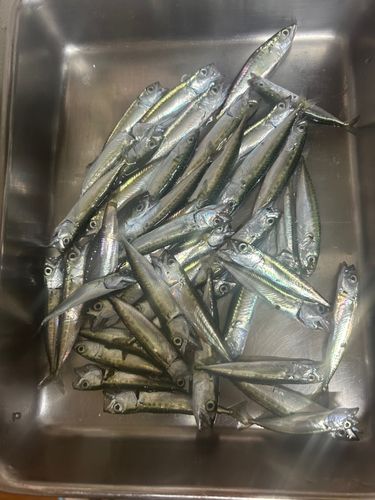 サバの釣果