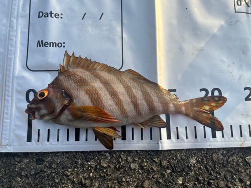 タカノハダイの釣果
