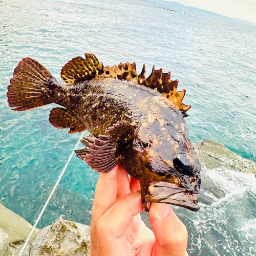 ムラソイの釣果