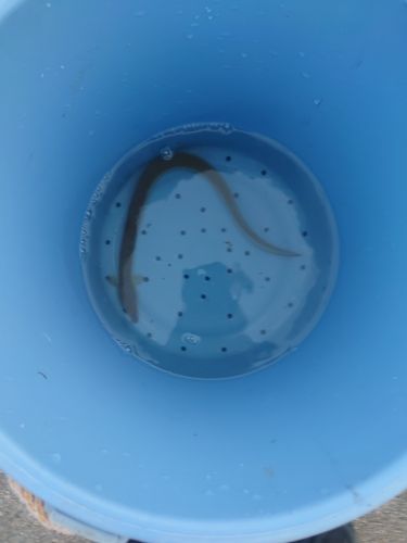 ウナギの釣果