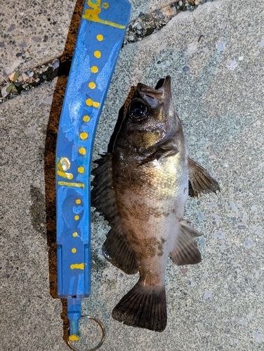 メバルの釣果